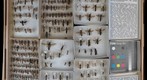 Tiphiidae Receiving 2