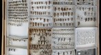 Tiphiidae Receiving 1