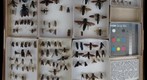 Scoliidae 6 &amp; Sapygidae