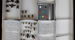 Scoliidae 5