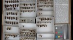 Mutillidae 3