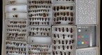 Mutillidae 2