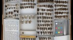 Mutillidae Receiving 2