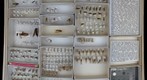 Formicidae 5