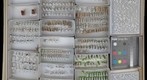 Formicidae 2