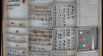Formicidae 9