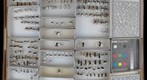 Formicidae 8