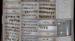 Formicidae 7