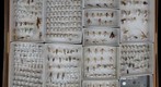 Ichneumonidae Receiving 5