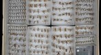 Ichneumonidae Receiving 6