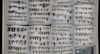 Ichneumonidae Receiving 7