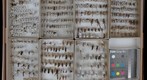 Ichneumonidae Receiving 8