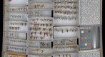 Ichneumonidae 38