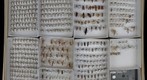 Ichneumonidae Receiving 3