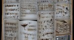 Ichneumonidae Receiving 1