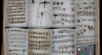 Ichneumonidae Receiving 4