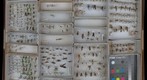 Ichneumonidae Receiving 2