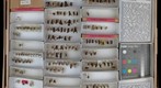 Sierlolmorphidae &amp; Mutillidae 1
