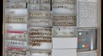 Chalcididae 1