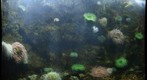 Sea Anemones at the National Zoo