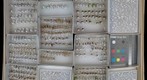 Formicidae 23