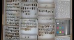 Formicidae 10