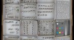 Formicidae 19