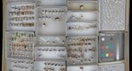 Formicidae 17