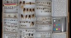 Formicidae 30