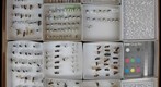 Formicidae 12