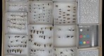 Formicidae 13