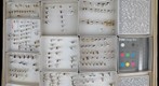 Formicidae 20