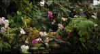 American Orchid Society