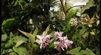Cattleya Orchids