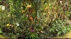 AOS Orchid Wall