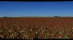 Ripening Milo, Hays, Kansas