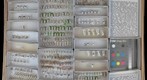 Formicidae 42
