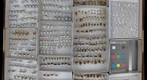 Formicidae 39