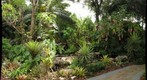 Brugmania in the garden