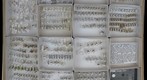 Formicidae 34