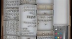 Formicidae 50 