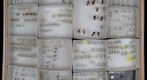 Formicidae Receiving 7