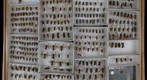 Vespidae 11