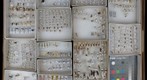 Formicidae Receiving 15
