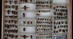 Vespidae 9
