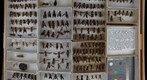Vespidae 7