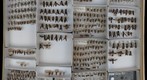 Vespidae 3