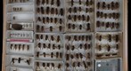 Vespidae 8