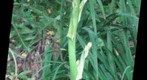yucca14