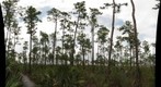 Pinelands trail